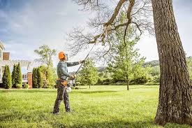 How Our Tree Care Process Works  in Lodi, OH